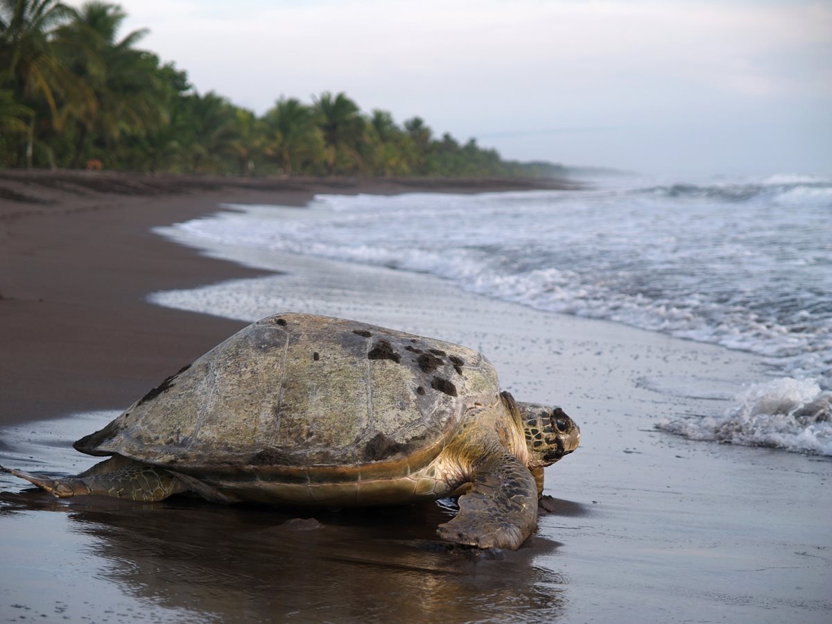 Costa Rica - plaja 5