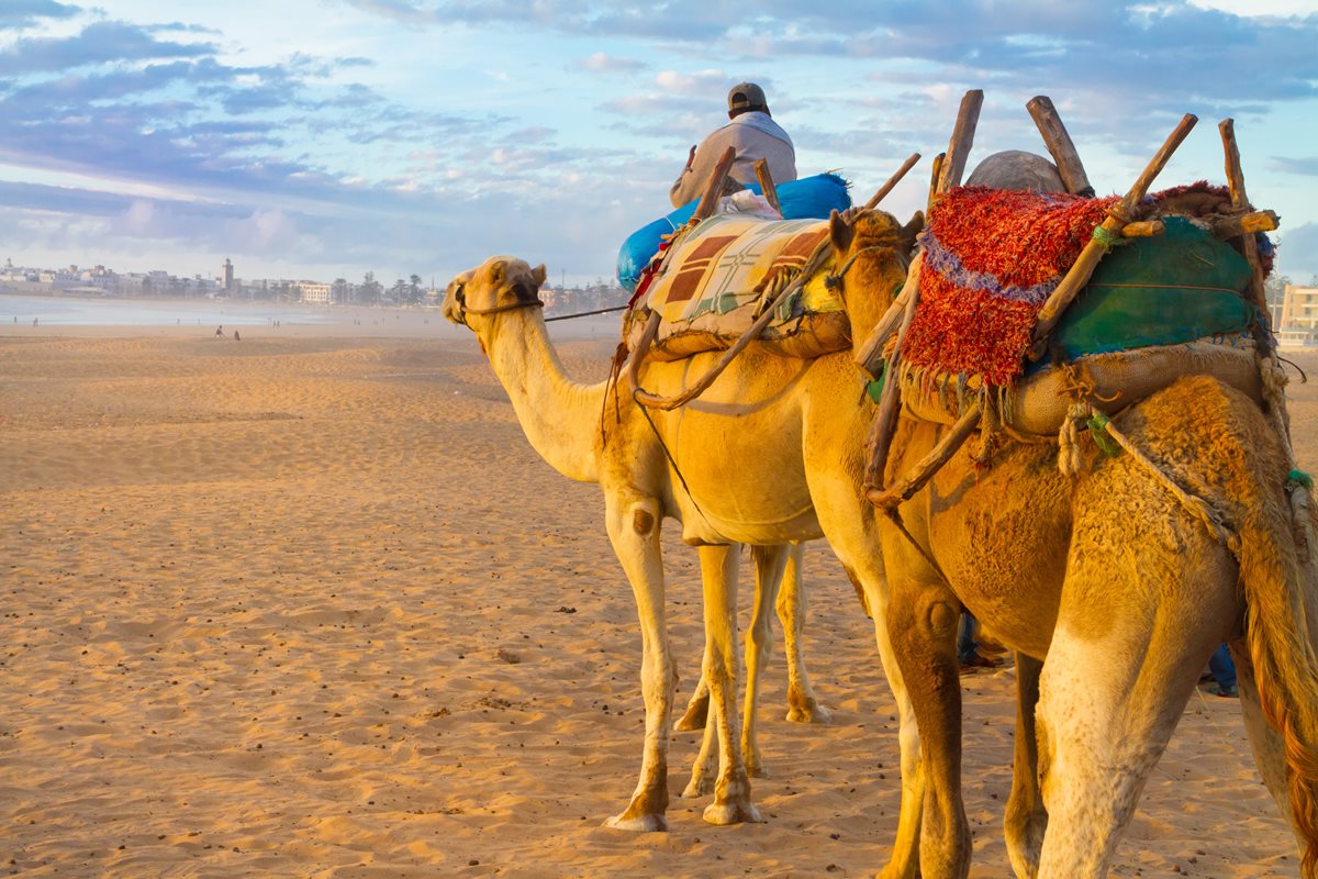 Camile Maroc