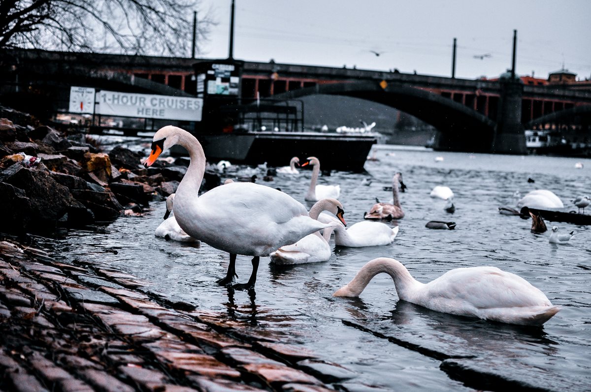 Praga 6