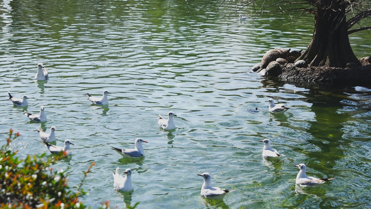 Coasta Benalmadena 14