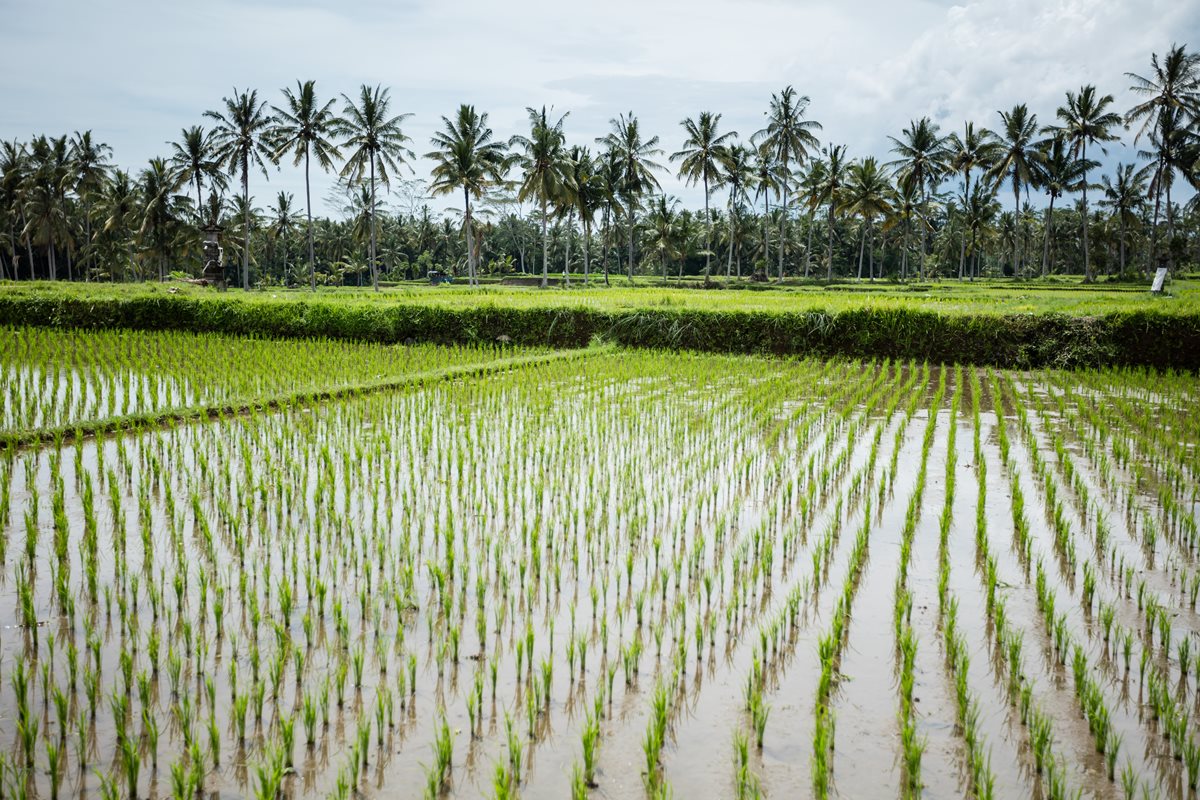 bALI 9