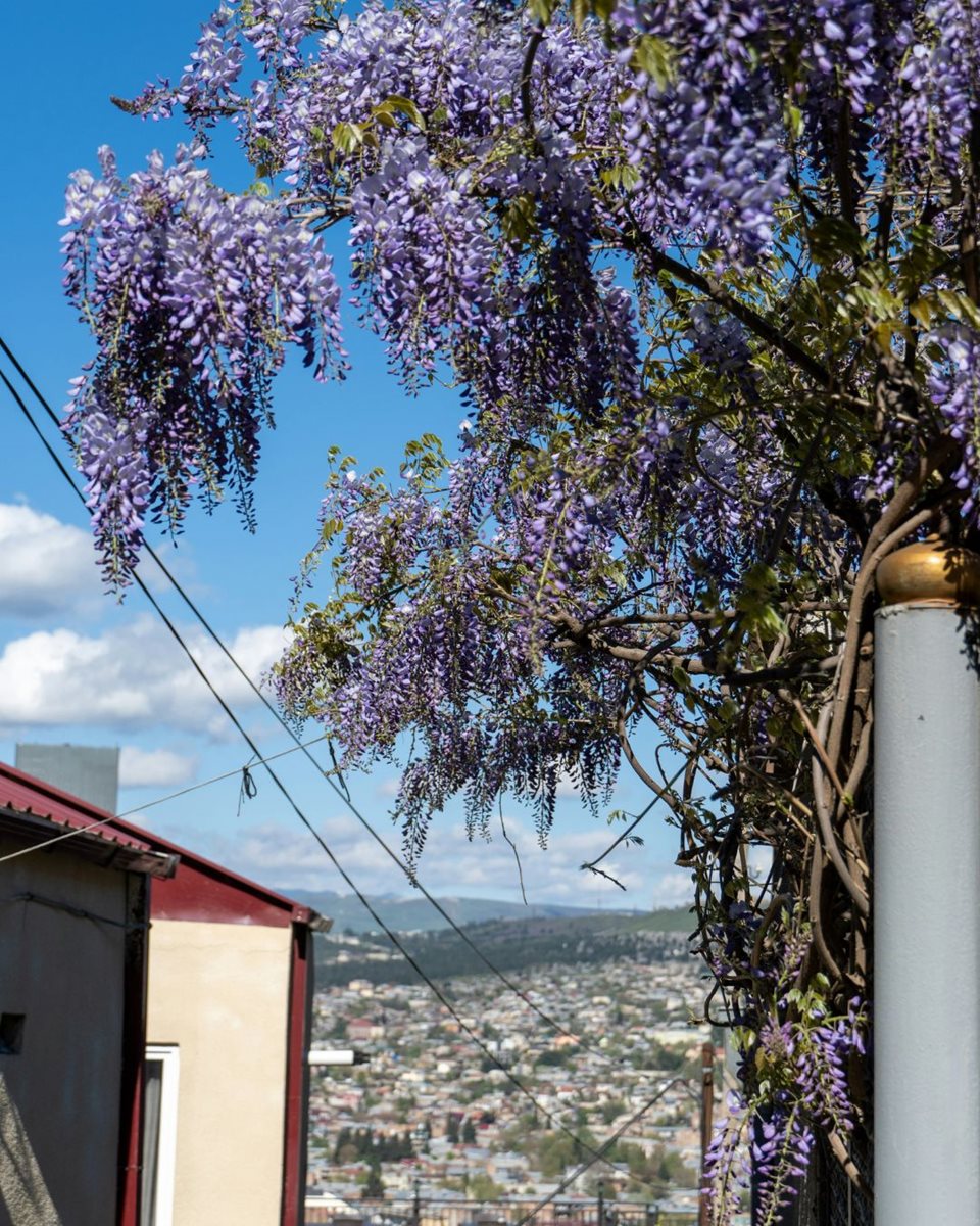 Tbilisi 3