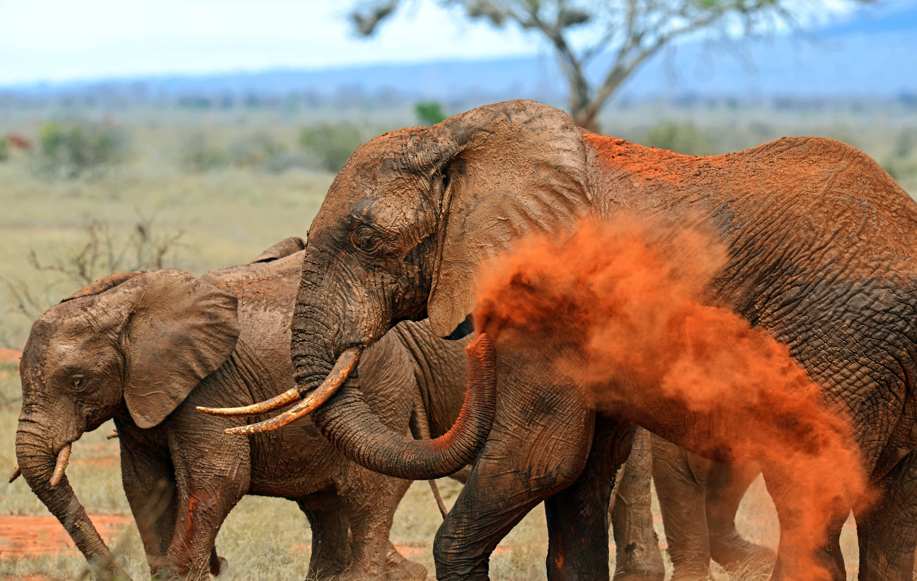 Tsavo Tsavo