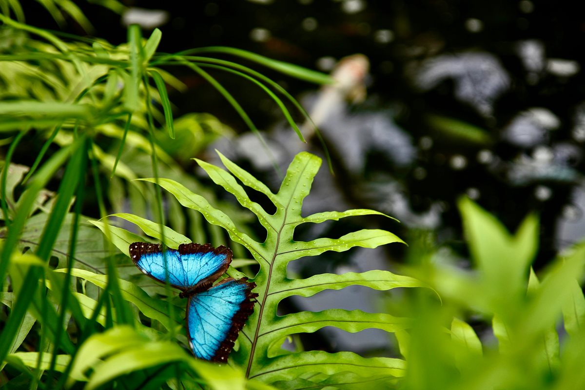 Coasta Benalmadena 11