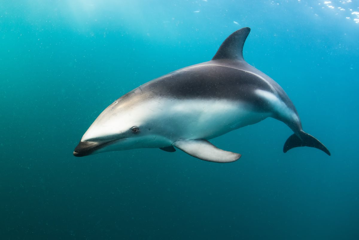 Delfin in peninsula Argentina
