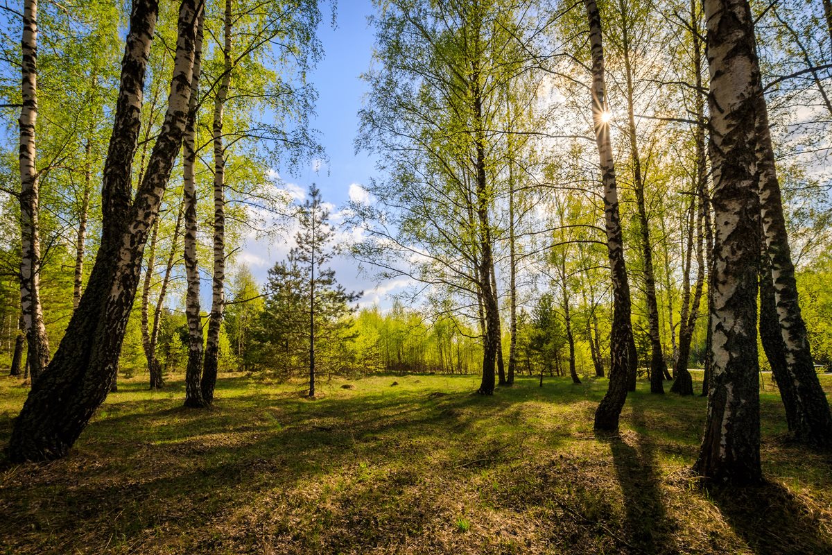 Padure de mesteacan - Quebec
