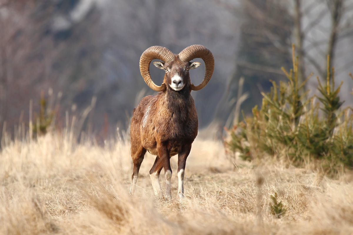 Mouflon - Cipru de Vest