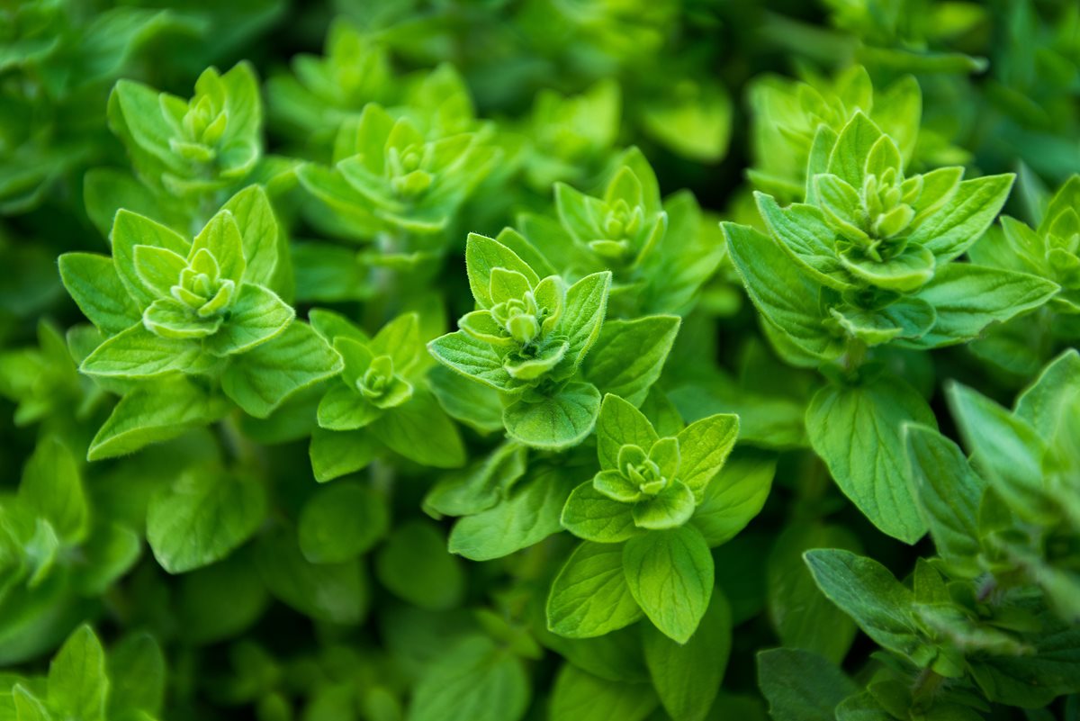 Oregano - Austria Inferioara
