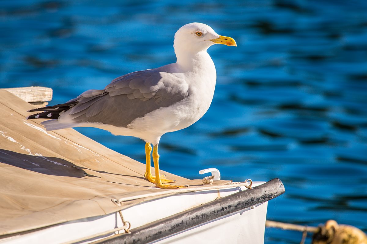 Pescarus - Fuengirola