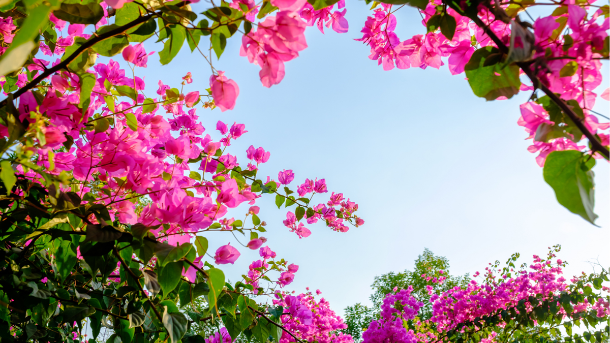 Bougainvillea - Kendwa