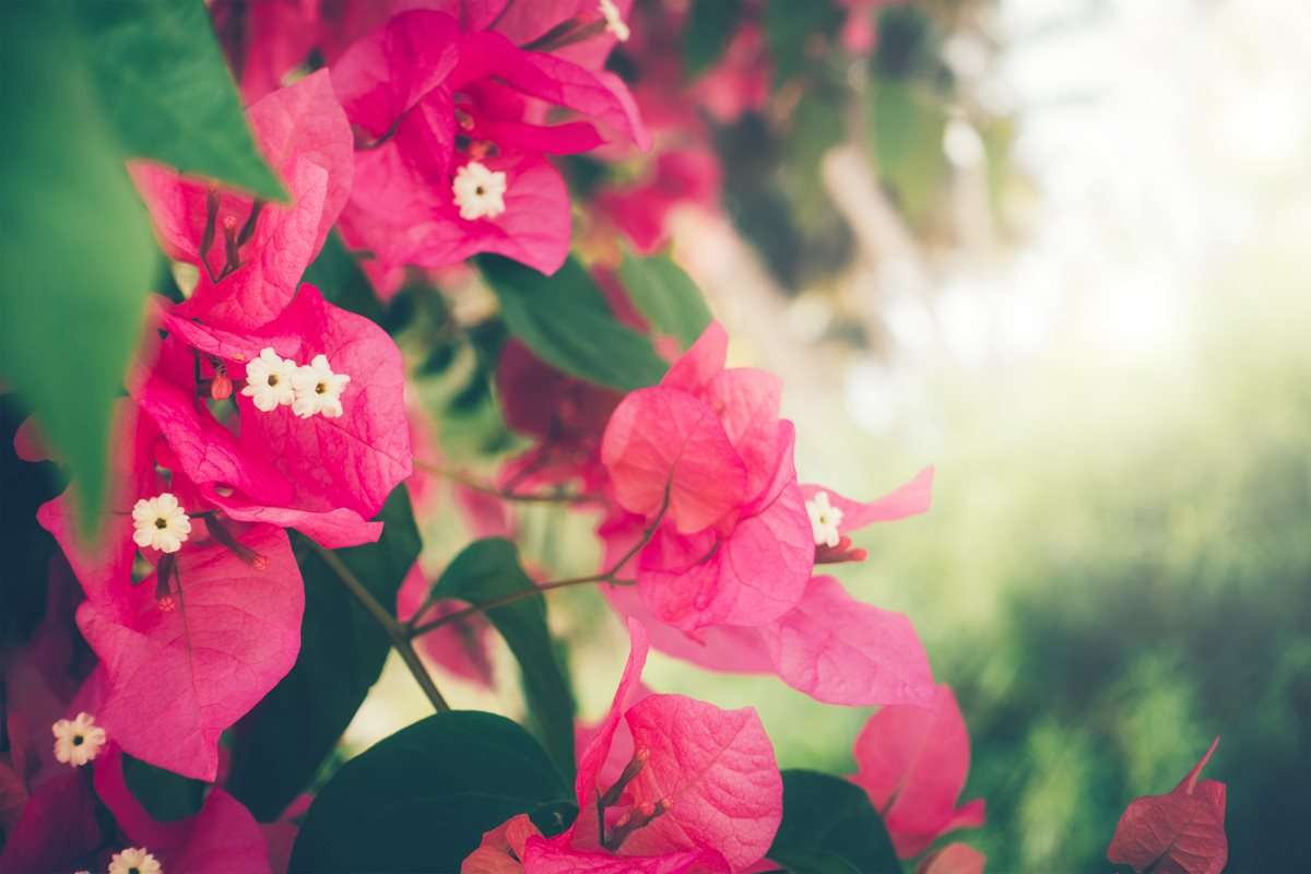 Bougainvillea - Funchal