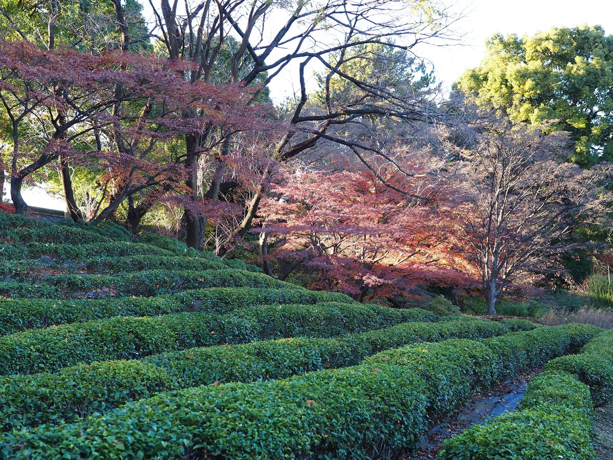 Gradina japoneza - Tokyo