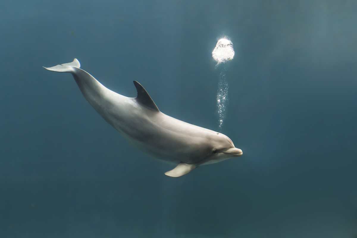 Delfin- Costa Brava