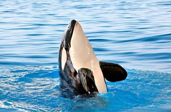 Loro Parque, gradina zoologica