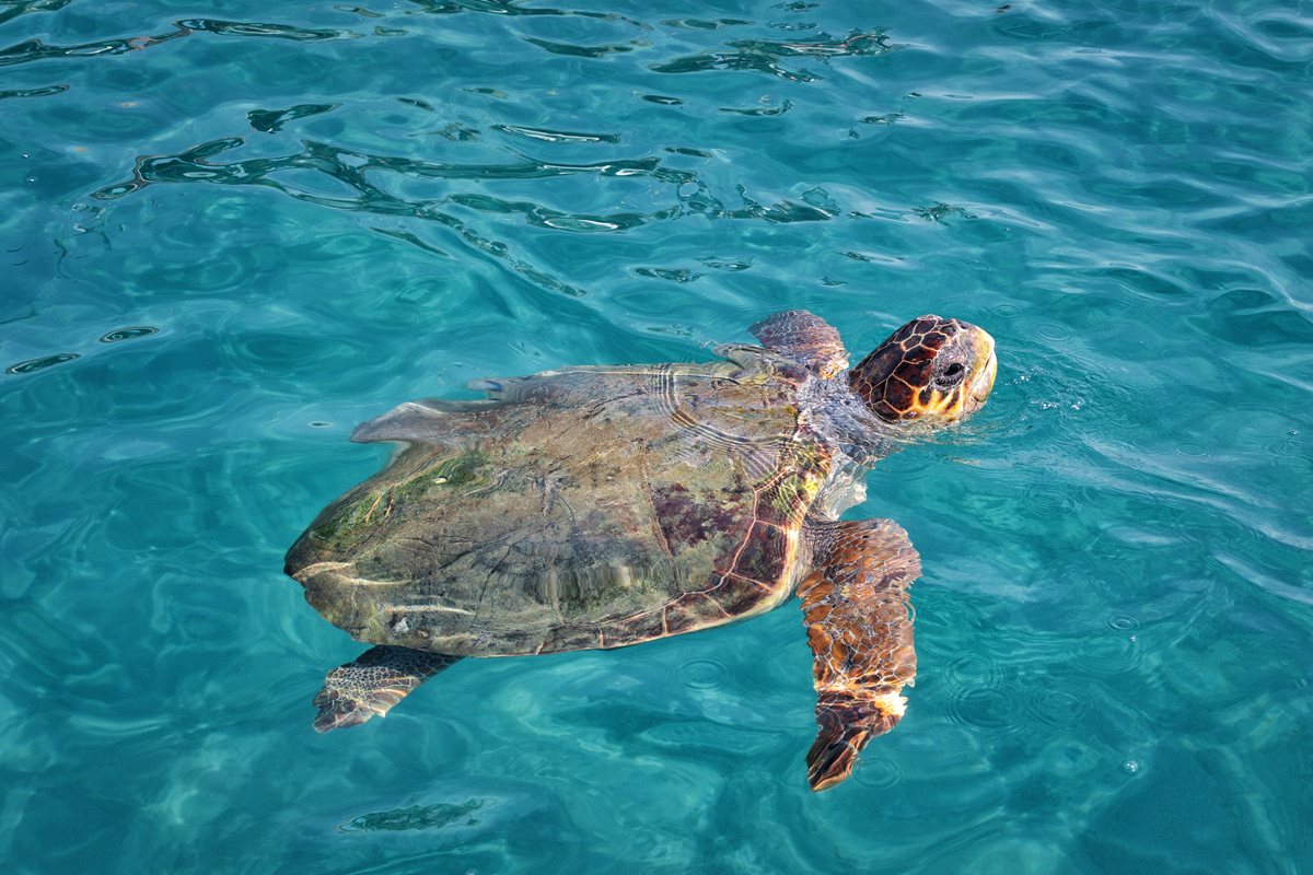 Caretta caretta - Kefalonia