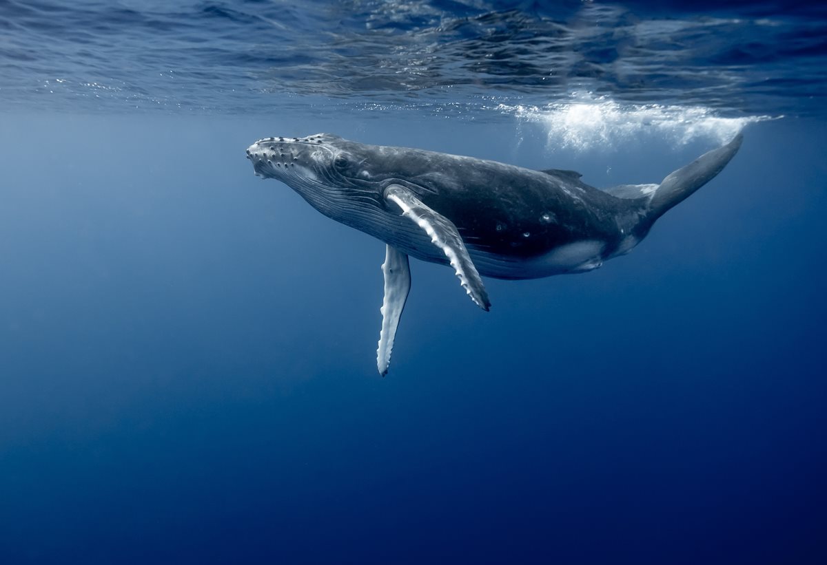 Balena - Madeira 