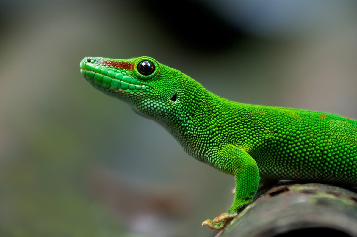 Gecko - Playa Taurito