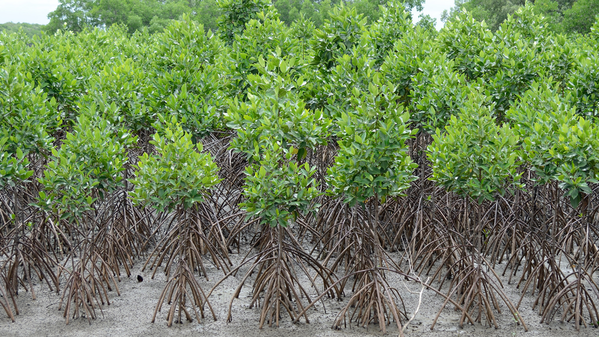 Mangrove - Kammala