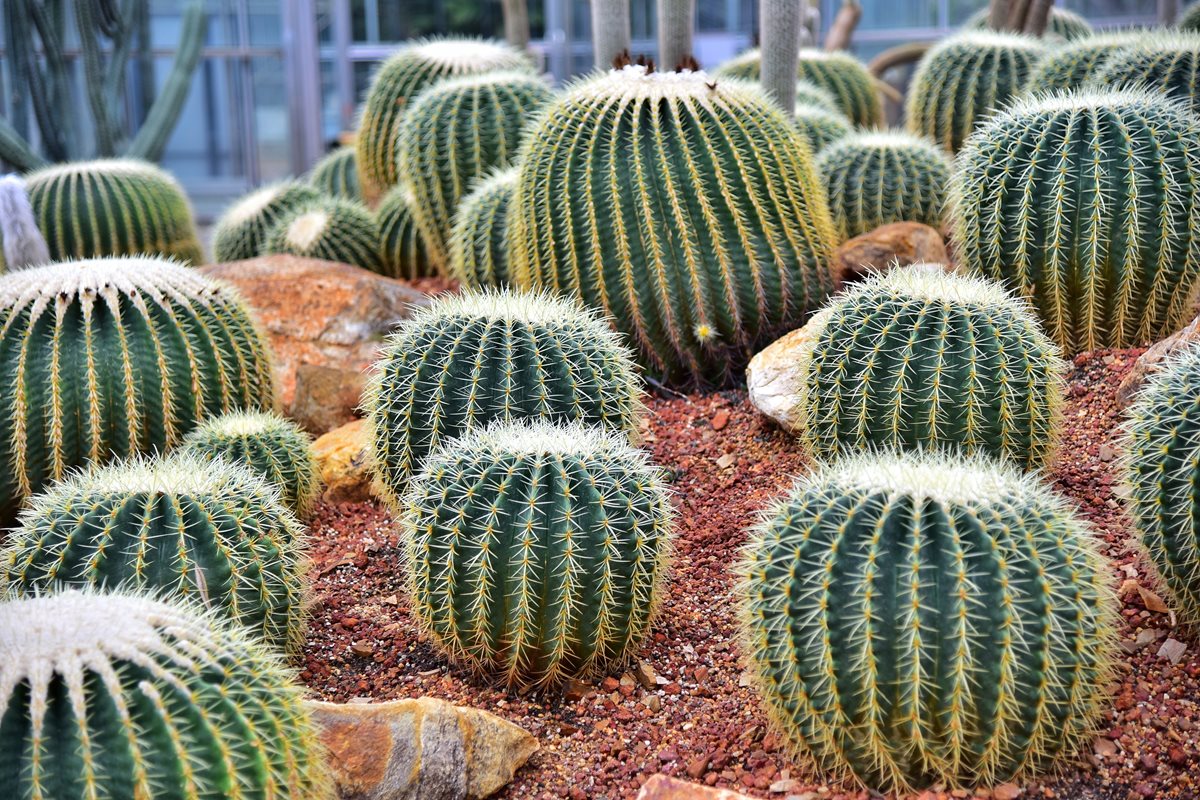 Cactusi - Agadir