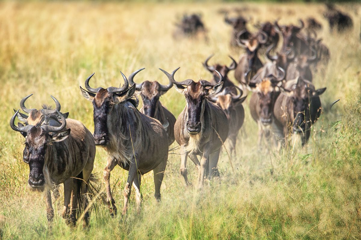 Marea Migratie gnu - Kenya