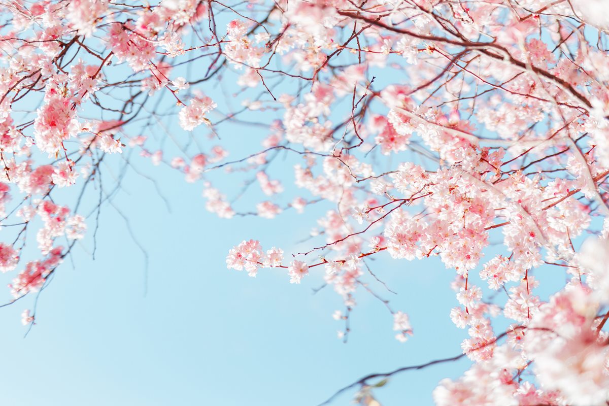 Floari de cires japonez - Tokyo