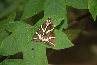 Valea fluturilor