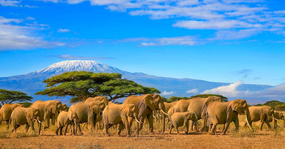 Cat costa o vacanta in Kenya? Ghid de buget pentru safari si plaja