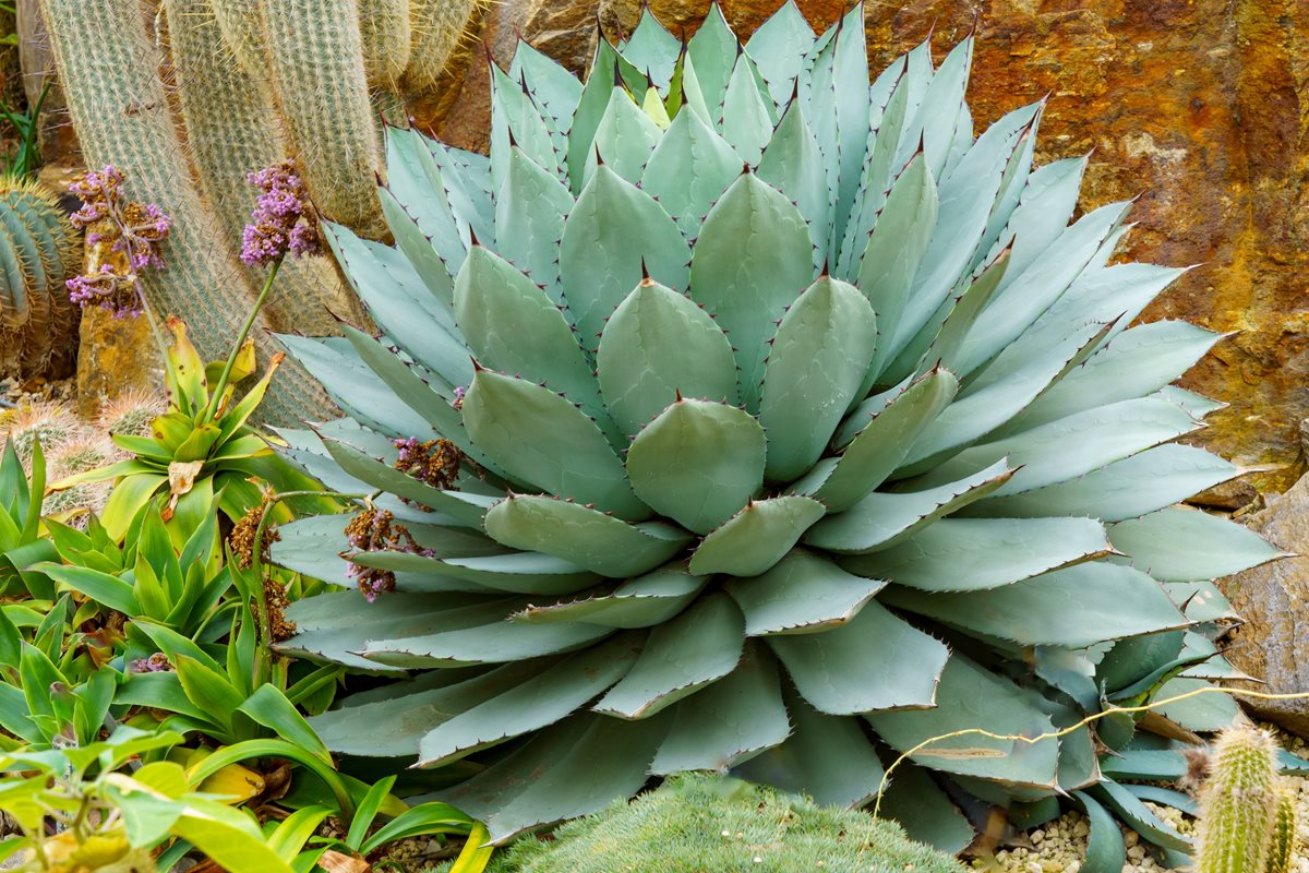Agave - Playa Taurito