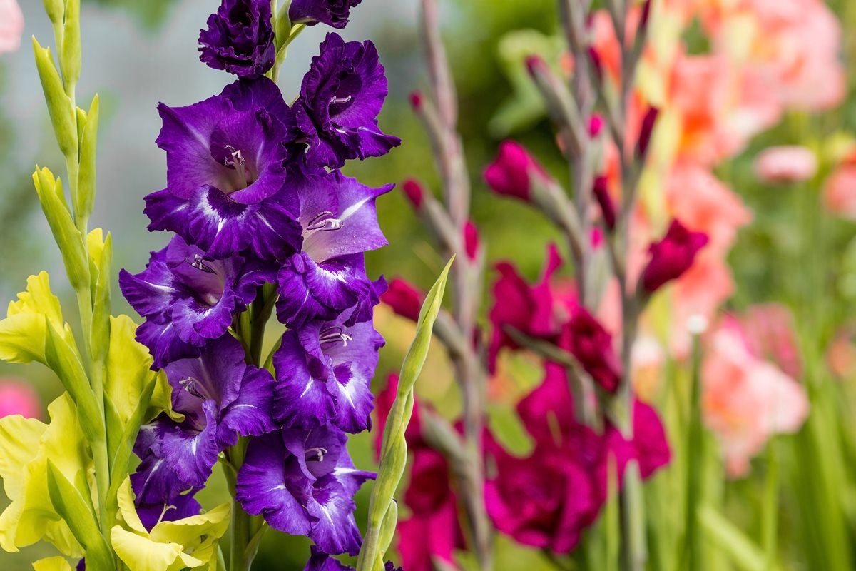 Gladiole - Lefkada