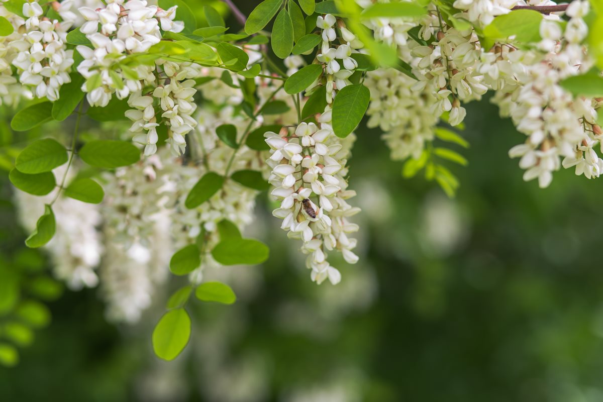 Acacia - Safaga