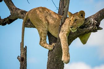 Parcul Național Masai Mara, leoaica