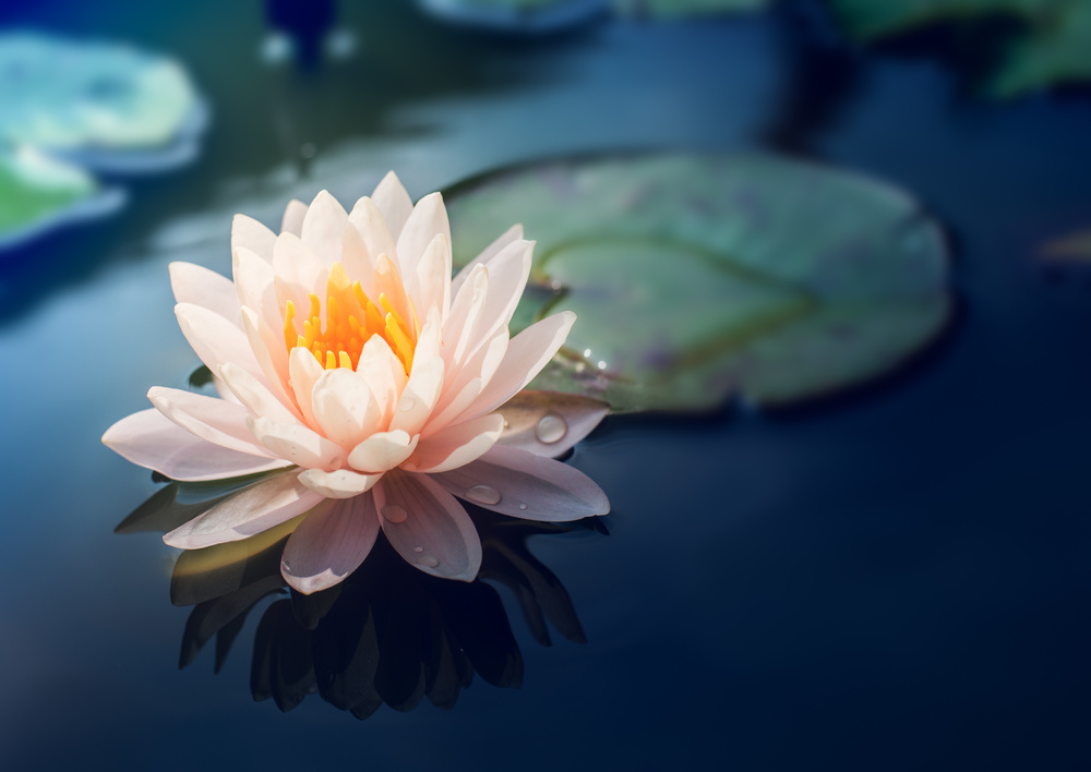 Lotus - Cairo 