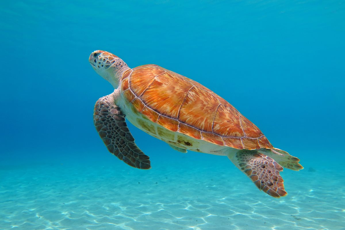 Caretta caretta - Kefalonia