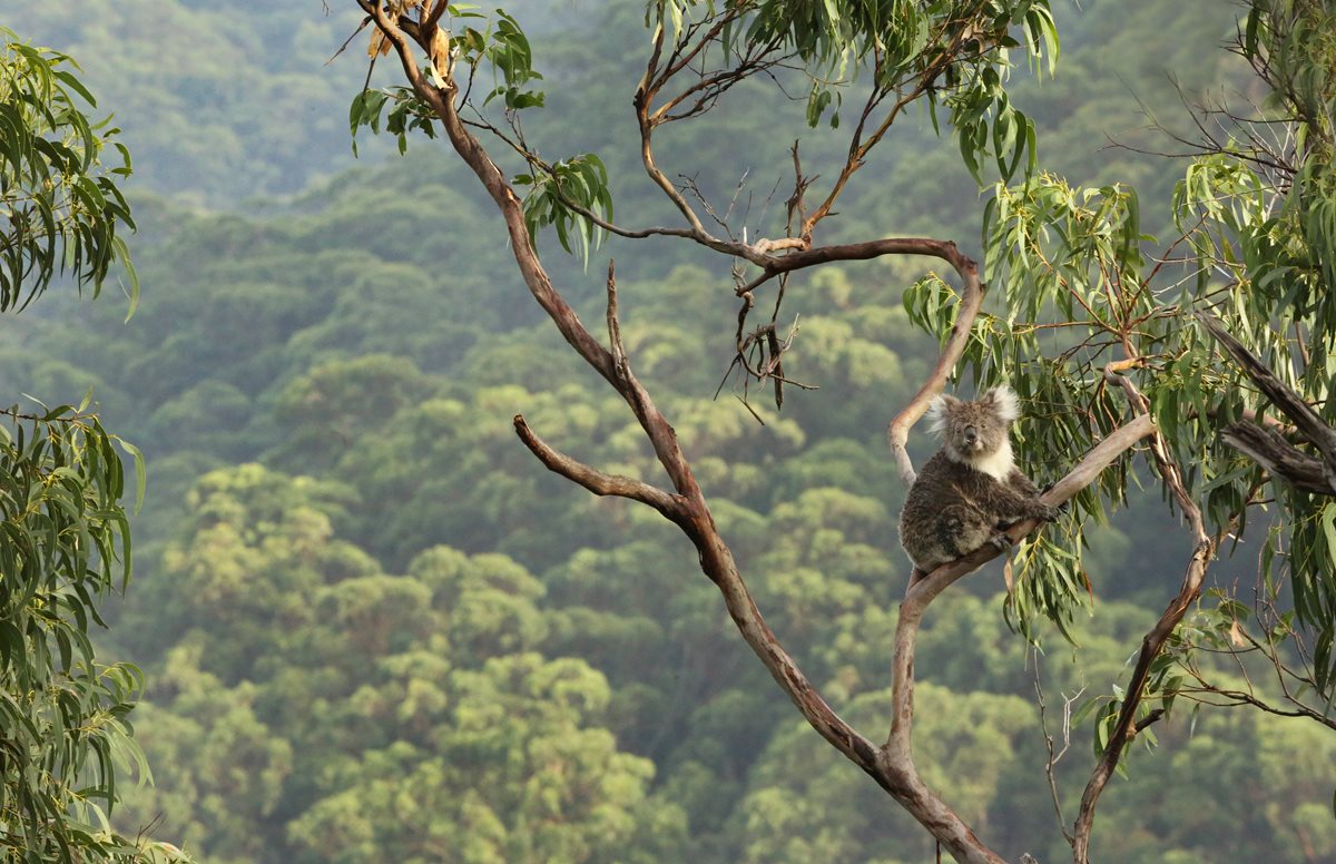 Acacia - Australia