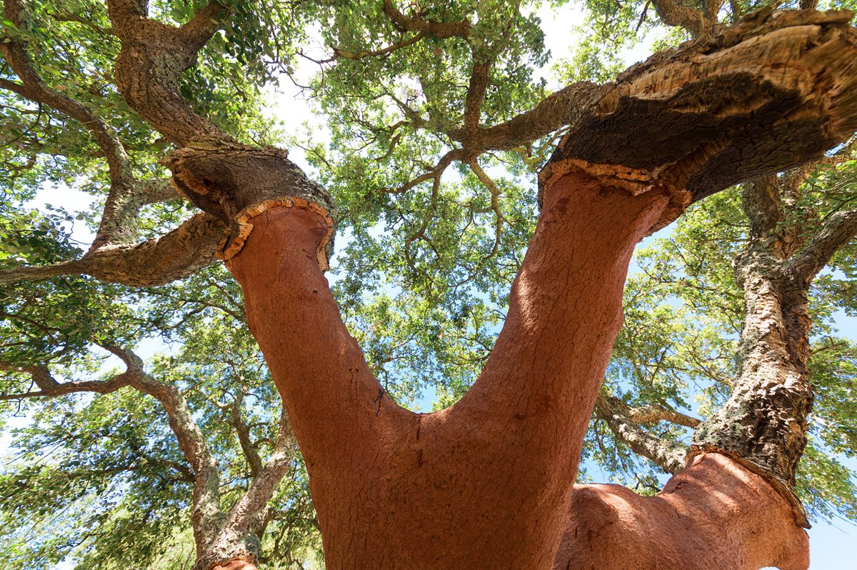 Stejar de pluta - Algarve