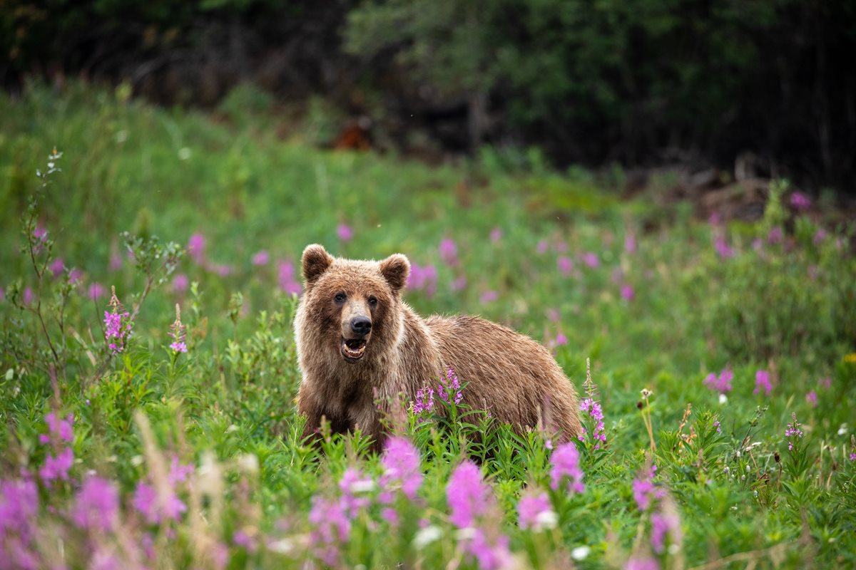 Urs grizzly - Canada