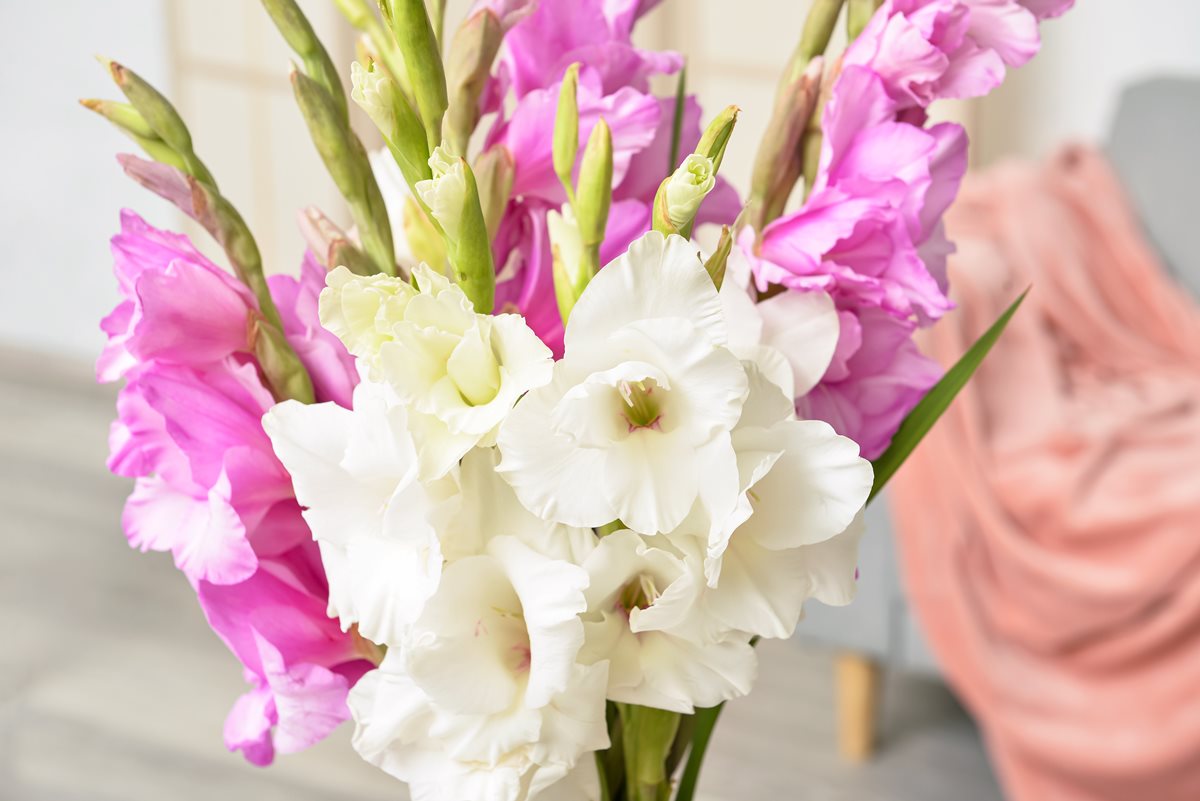 Gladiole - Lesbos