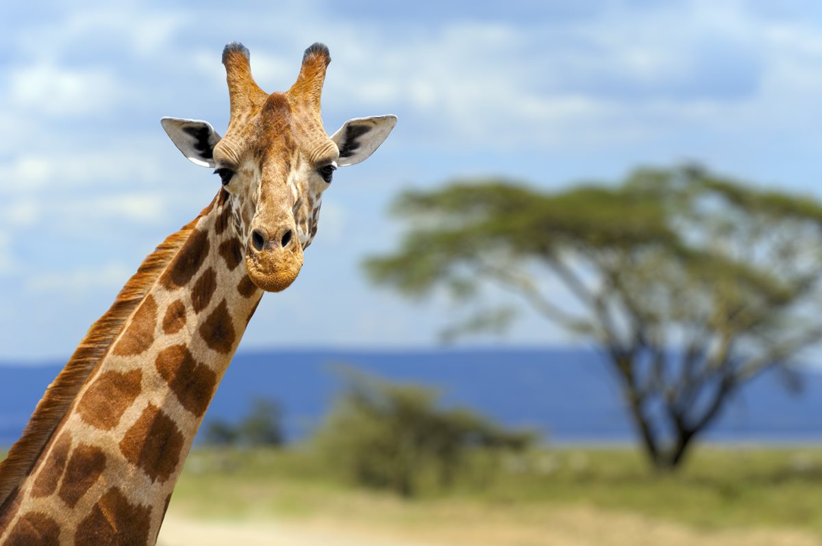 Girafa - Coasta Kenyana Girafa - Coasta Kenyana