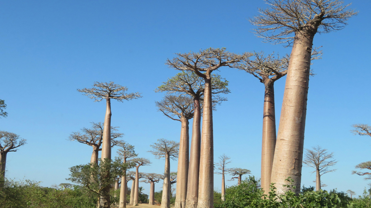 Baobab - Uroa