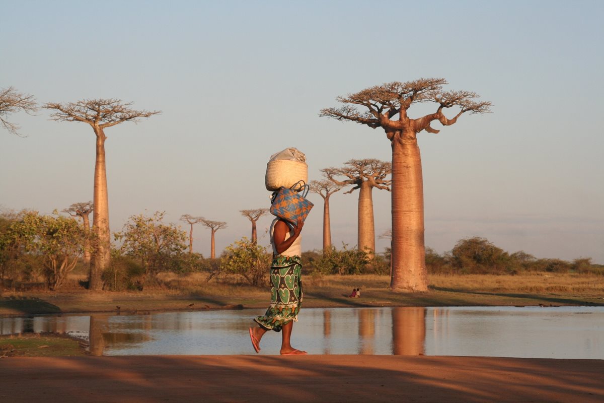 Baobab - Coasta Kenyana