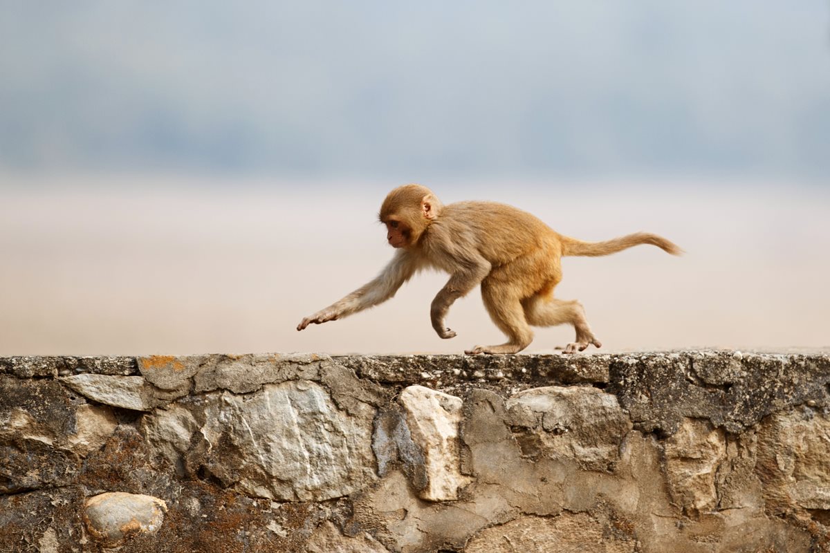 Maimuta Macaque - Le Morne