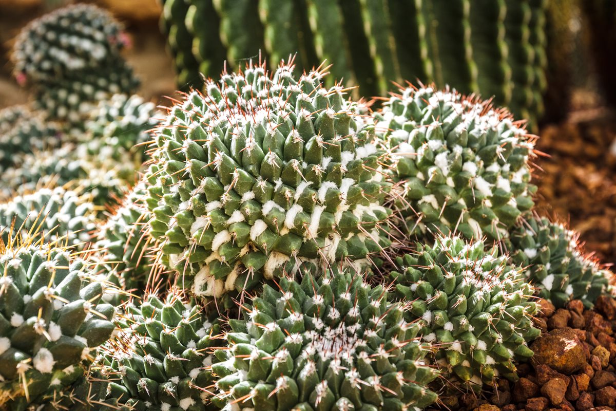 Cactusi - Aqaba