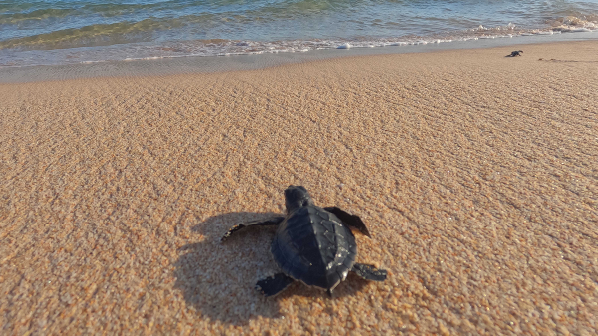 Testoase de mare - Kiwengwa