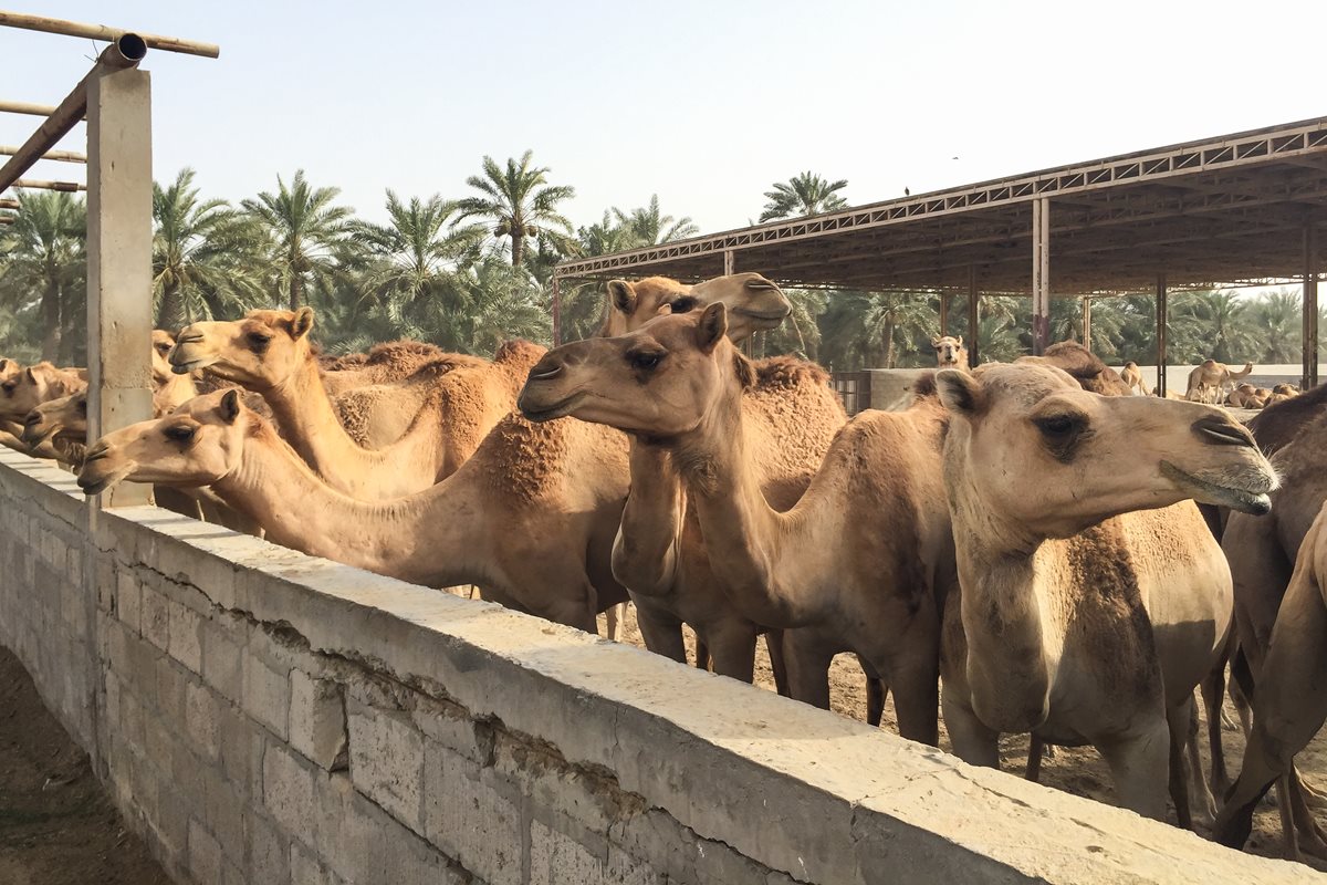 Ferma Regala de camile - Manama