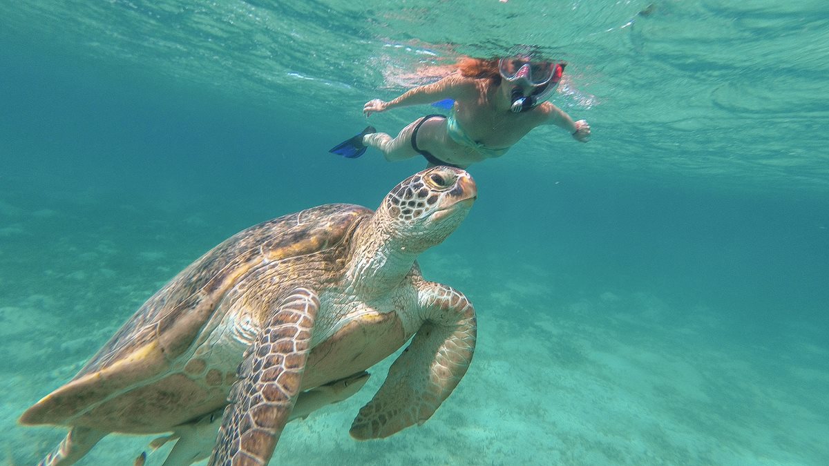 Snorkeling - Safaga