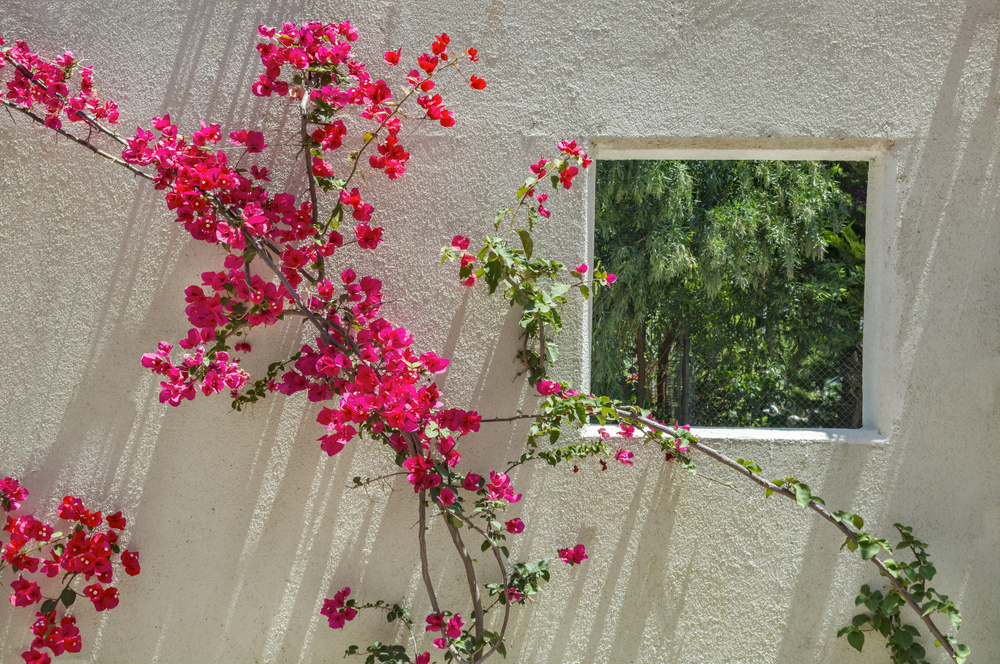 Bougainvillea - Andaluzia