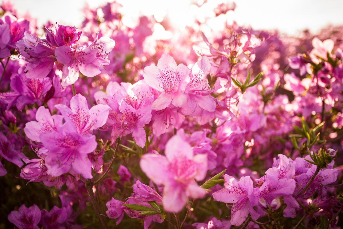 Azalea - Bilbao