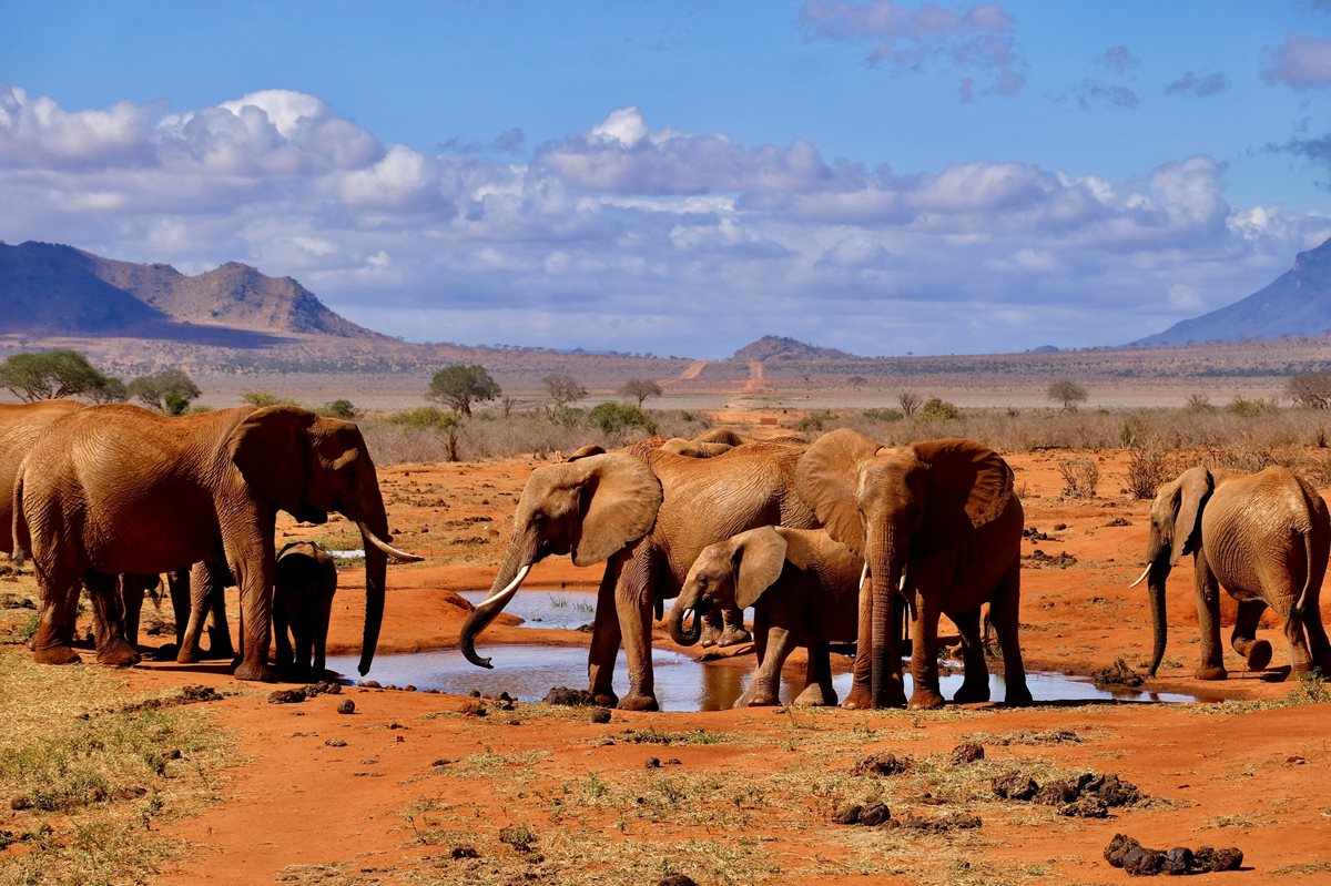 Parcul National Tsavo - Kenya