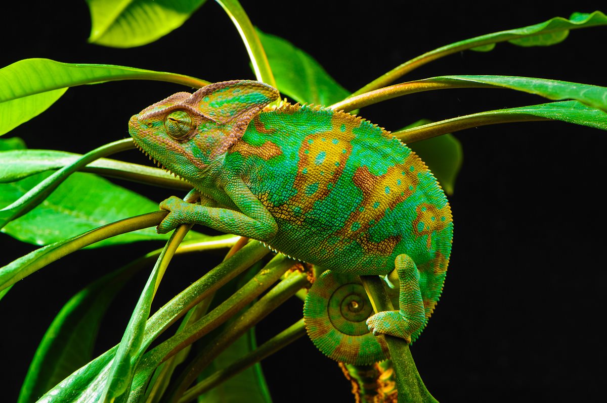 Cameleon - Nicosia