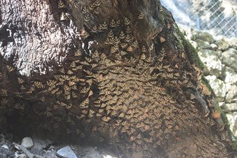 Valea fluturilor